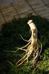 Ginseng