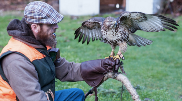 Jayson Legg | Falconry