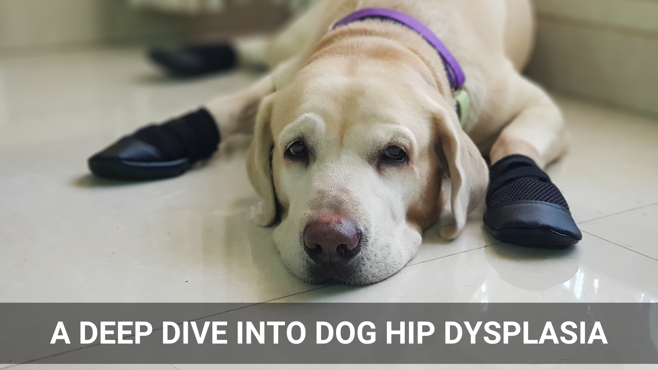 what happens to dogs with hip dysplasia