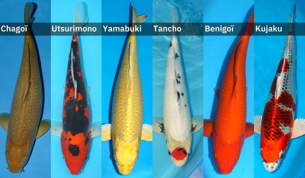 variétés carpe koi