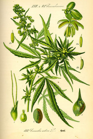 HEMP ILLUSTRATION