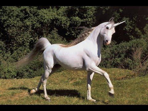 photo d'une belle licorne réelle