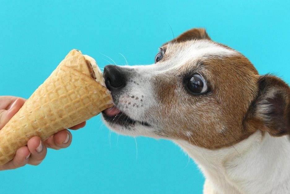 can dogs lick chocolate ice cream