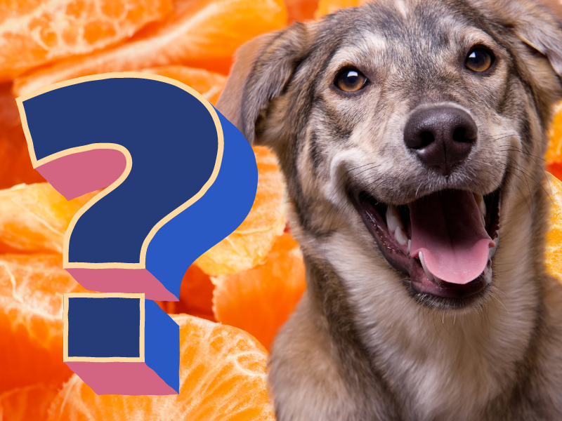 are orange peels safe for dogs