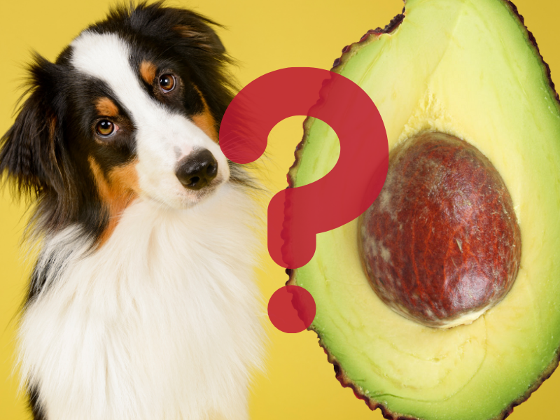 can dogs like avocado