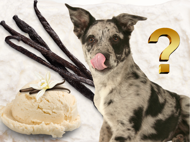 is vanilla ice cream okay for dogs