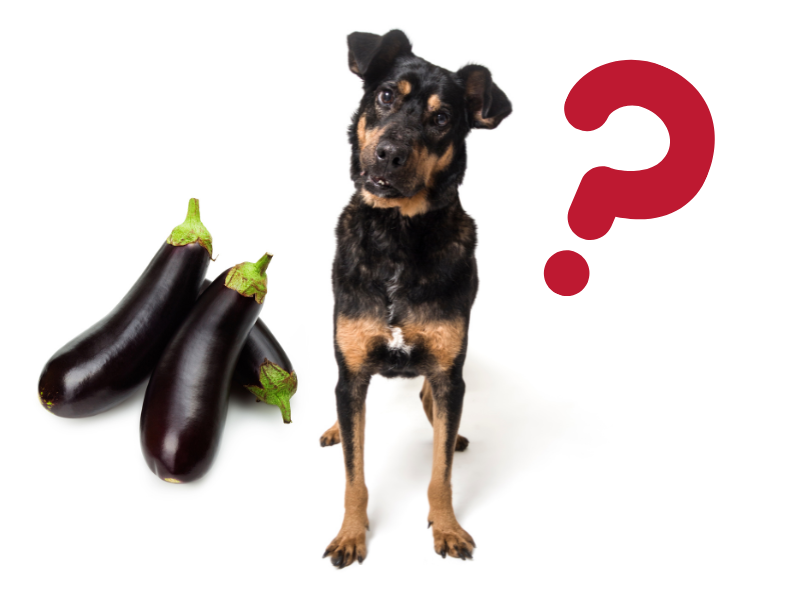 is fried eggplant good for dogs