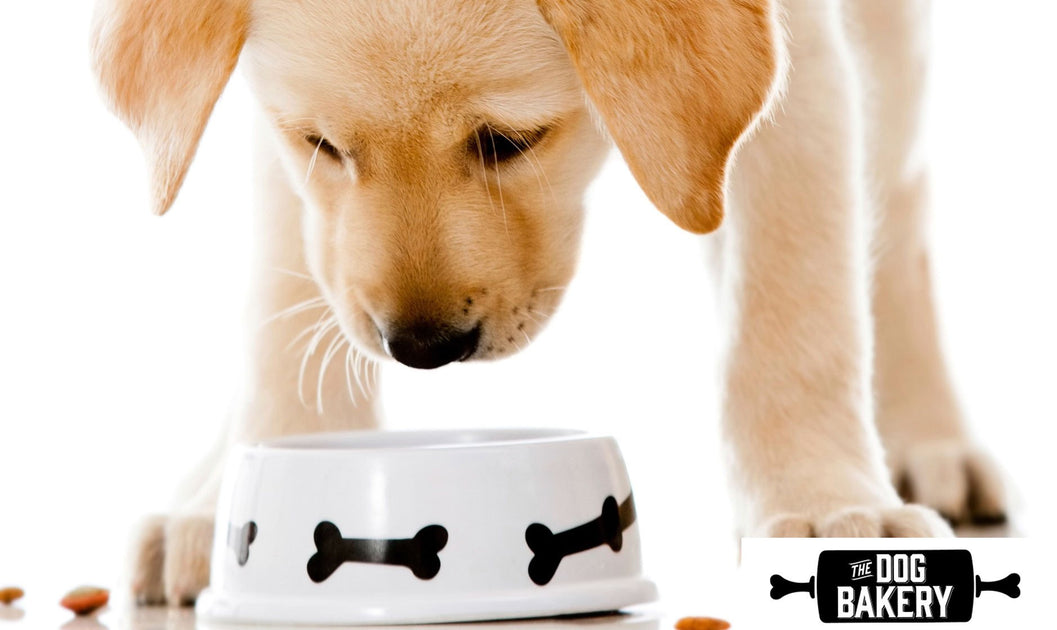 does yogurt help dogs skin