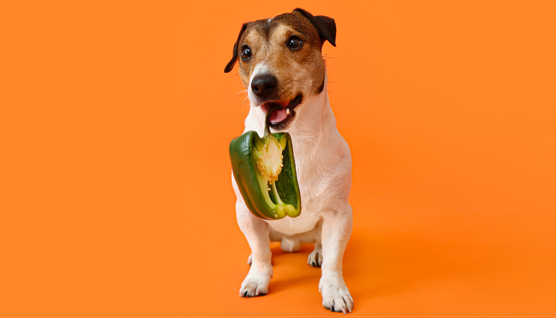 Can Dogs Eat Peppers? Find out which ones are really 🌶 The Bakery