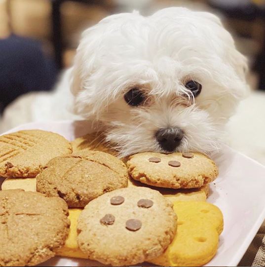 will sugar cookies harm my rat terrier