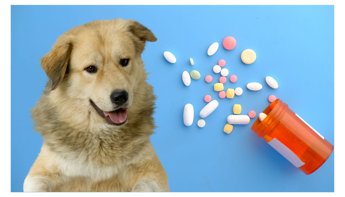 what human medication can dogs take