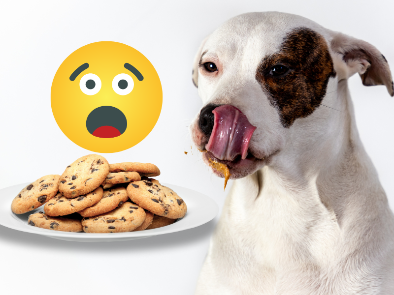 will a chocolate chip cookie hurt my dog