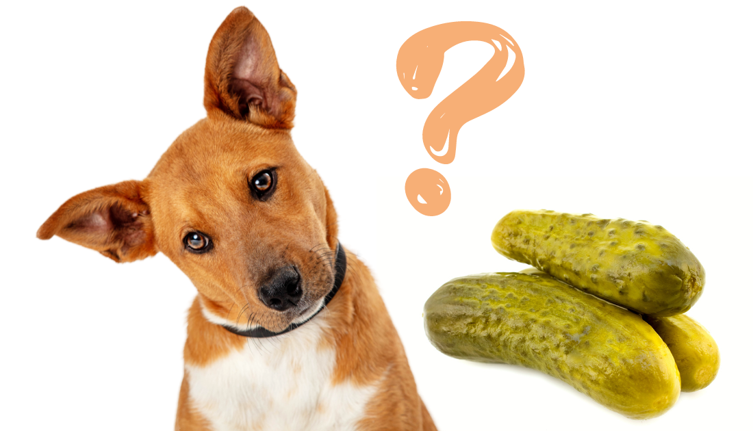 are sweet pickles good for dogs