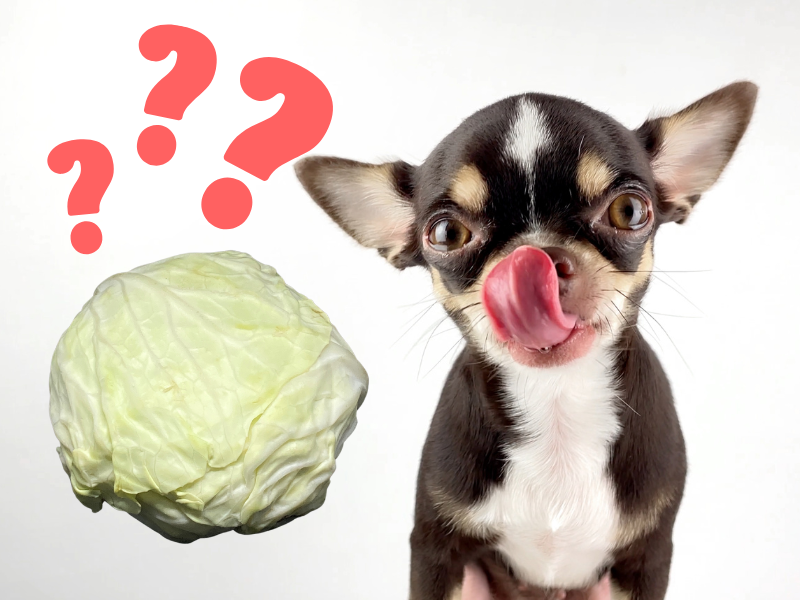 can my dog eat iceberg lettuce