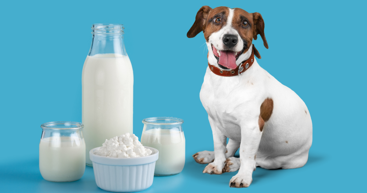 can dogs drink raw cows milk