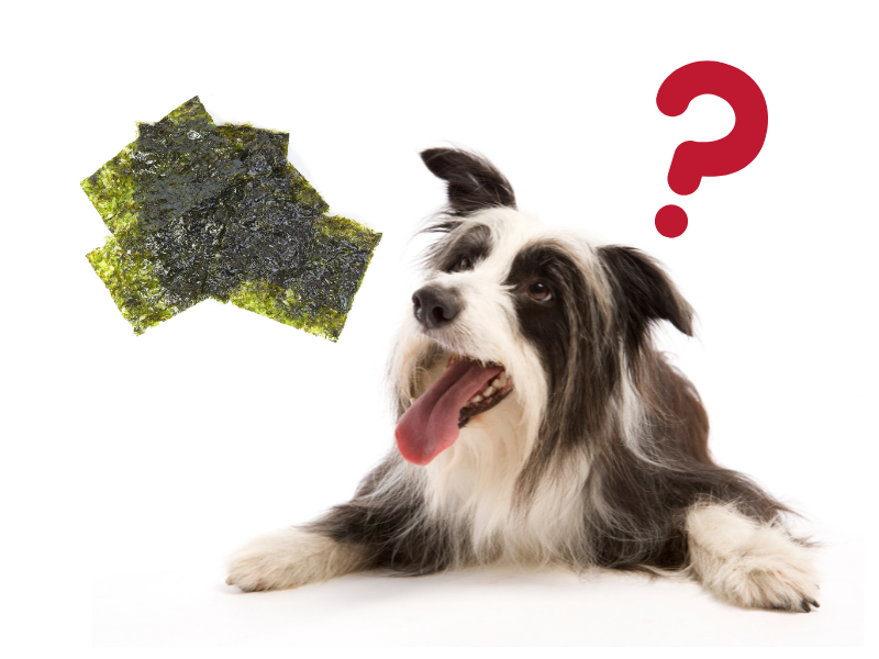 will seaweed make my dog sick