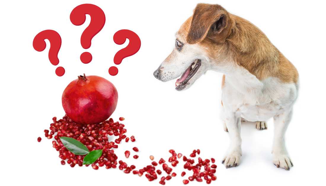 can my dog eat pomegranate seeds