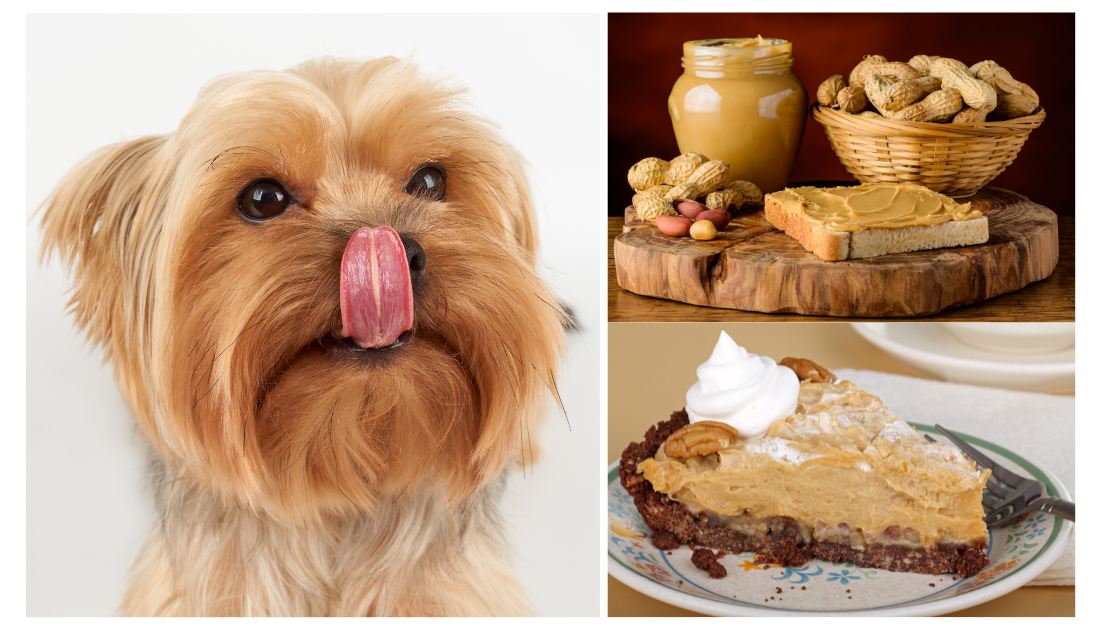 what cake is good for dogs