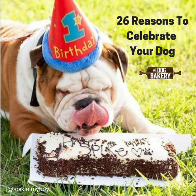 how should i celebrate my dogs birthday