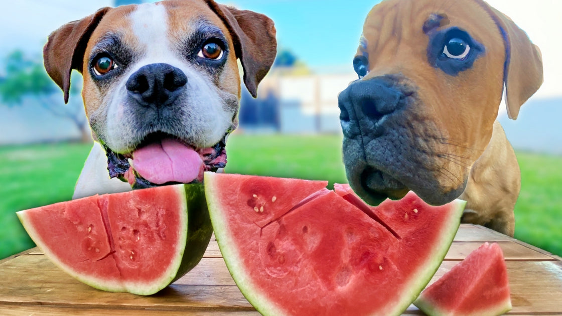can my dog eat watermelon