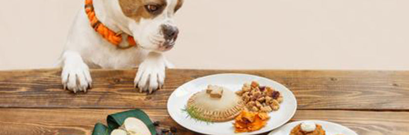 The Dog Bakery's Barksgiving Dinner is a safe and healthy Thanksgiving Dinner for Dogs