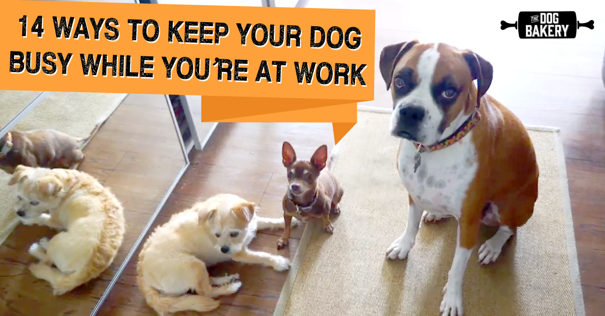 14 Ways to Keep Your Dog Busy While You 
