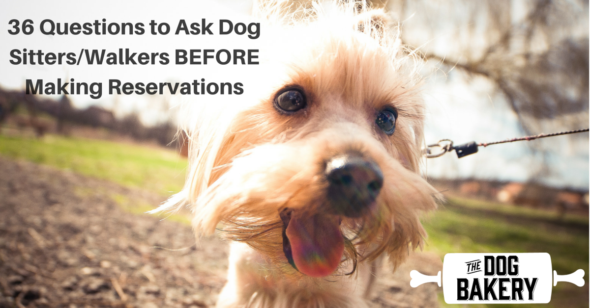 36 questions for dog walker