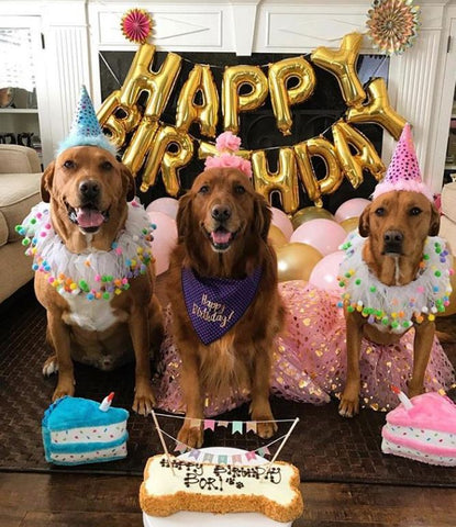 birthday party for dogs