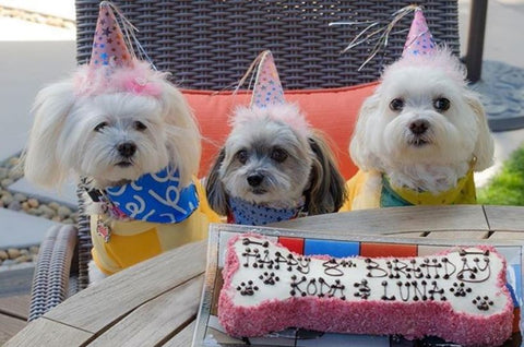 dog birthday party hats