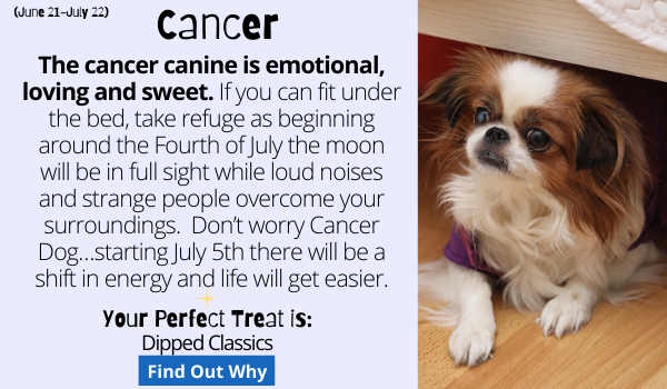 The cancer canine is emotional, loving and sweet.  If you can fit under the bed, take refuge as beginning around the Fourth of July the moon will be in full sight while loud noises and strange people overcome your surroundings.   Don’t worry Cancer Dog…starting July 5th there will be a shift in energy and life will get easier.