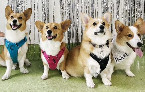 these corgis had their dog birthday party at city dog club which for them was the best place to host their dog's birthday party