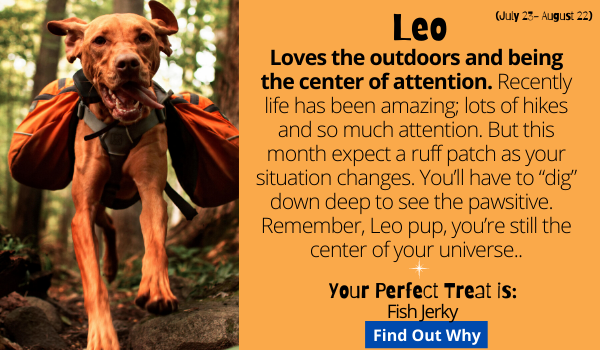 The Leo Dog loves the outdoors and being the center of attention.  Recently life has been amazing; lots of hikes and so much attention. This month expect a ruff patch as your situation changes. You’ll have to “dig” down deep to see the pawsitive.   Remember, Leo pup, you’re still the center of your universe.   