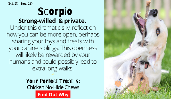 The Scorpio Dog is strong-willed, mysterious and prefers to keep things private.  Under this dramatic sky, reflect on how you can be more open, perhaps letting your canine siblings play with your toys and sharing your treats. This openness will likely be rewarded by your humans and could possibly lead to extra long walks.  Your Perfect Treat: Chicken No-Hide Chews. Find out why