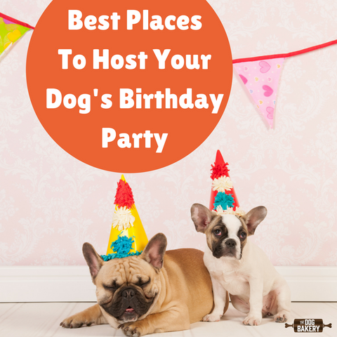 dog birthday parties near me