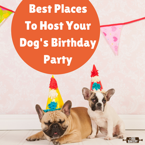 dog birthday gift ideas