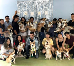 this group of corgi pet parents hosted a dog birthday party for 3 corgis.