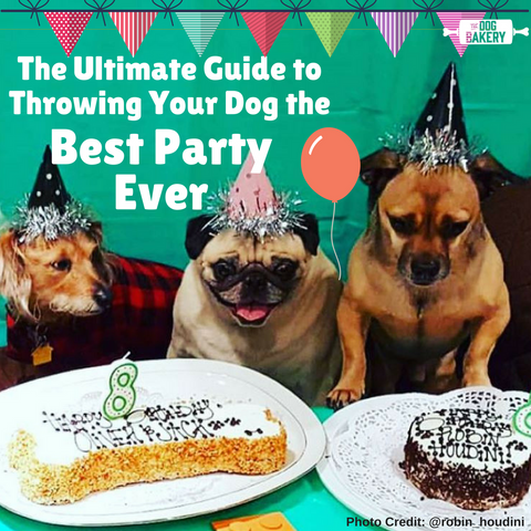 throwing a dog birthday party