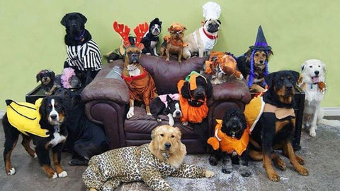 dog Halloween party