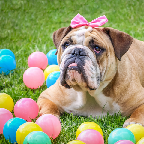 easter party for dogs