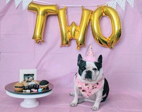 a photo booth for a dog birthday party