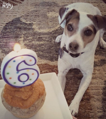 Dog birthday cakes without peanut butter