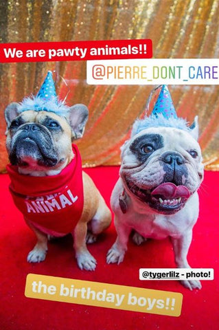 on the red carpet for Pierre and Gus Gus dog birthday party