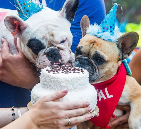 Pierre and Gus Gus at their birthday party for dogs. It was held in a back yard