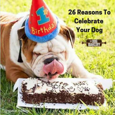 How to celebrate dog's first birthday
