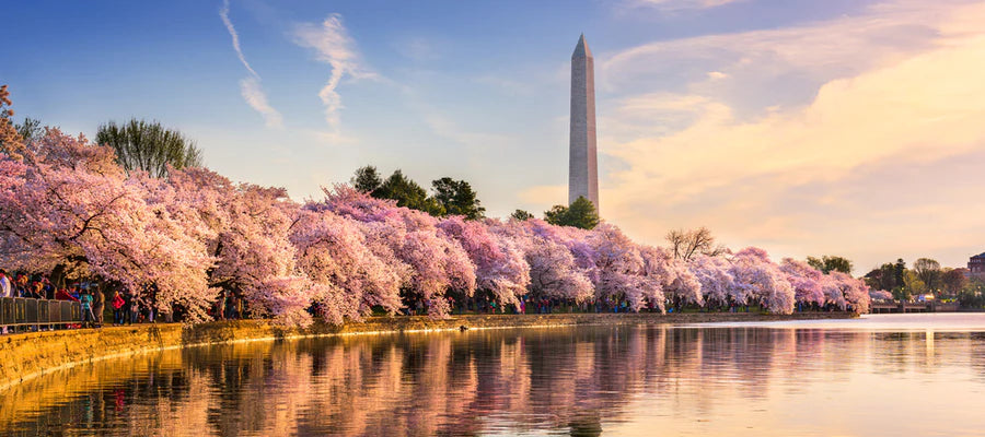 Is Delta 9 Legal in Washington D.C.?