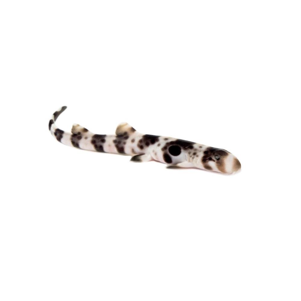 epaulette shark toy