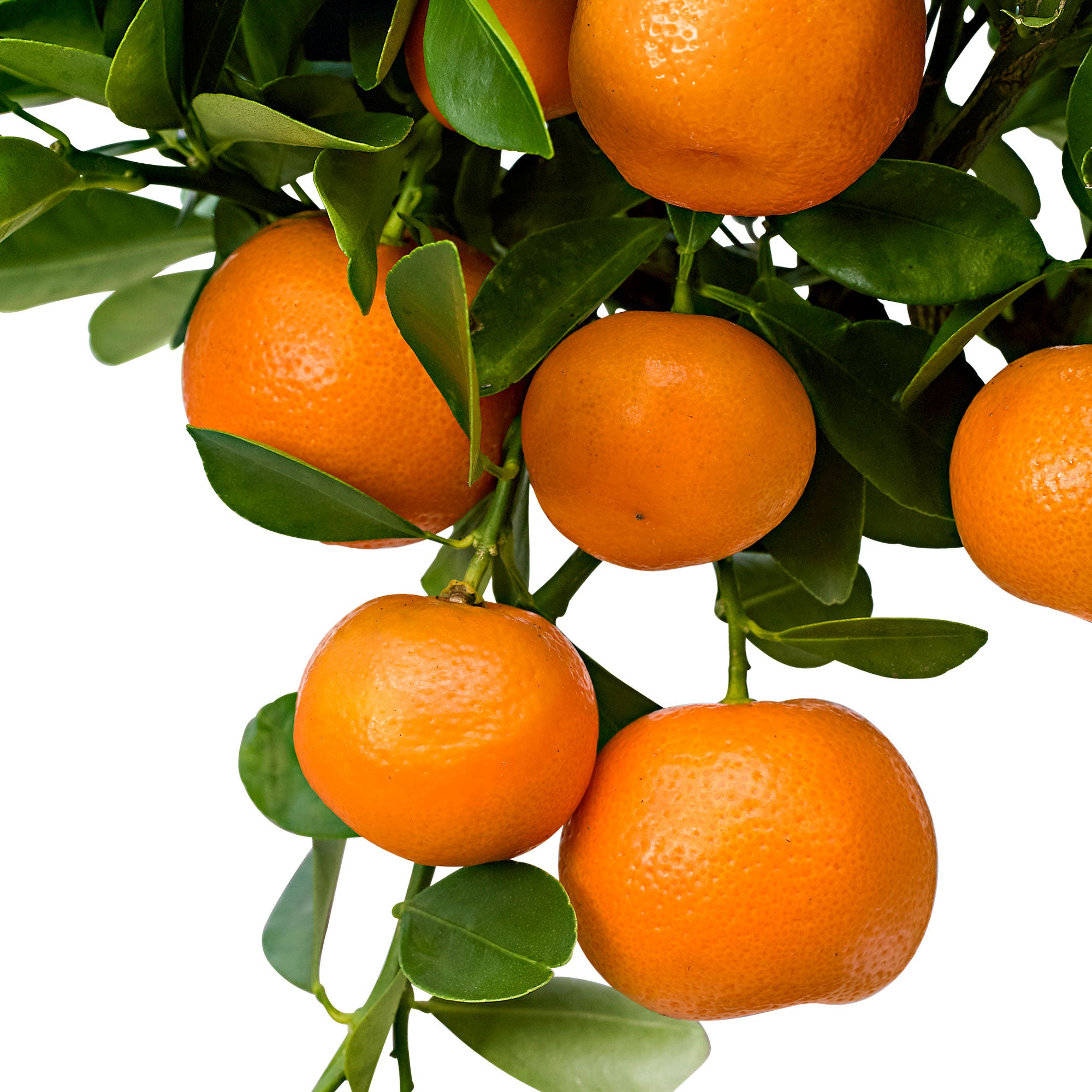 Buy Calamansi tree Citrus mitis 'Calamondin'