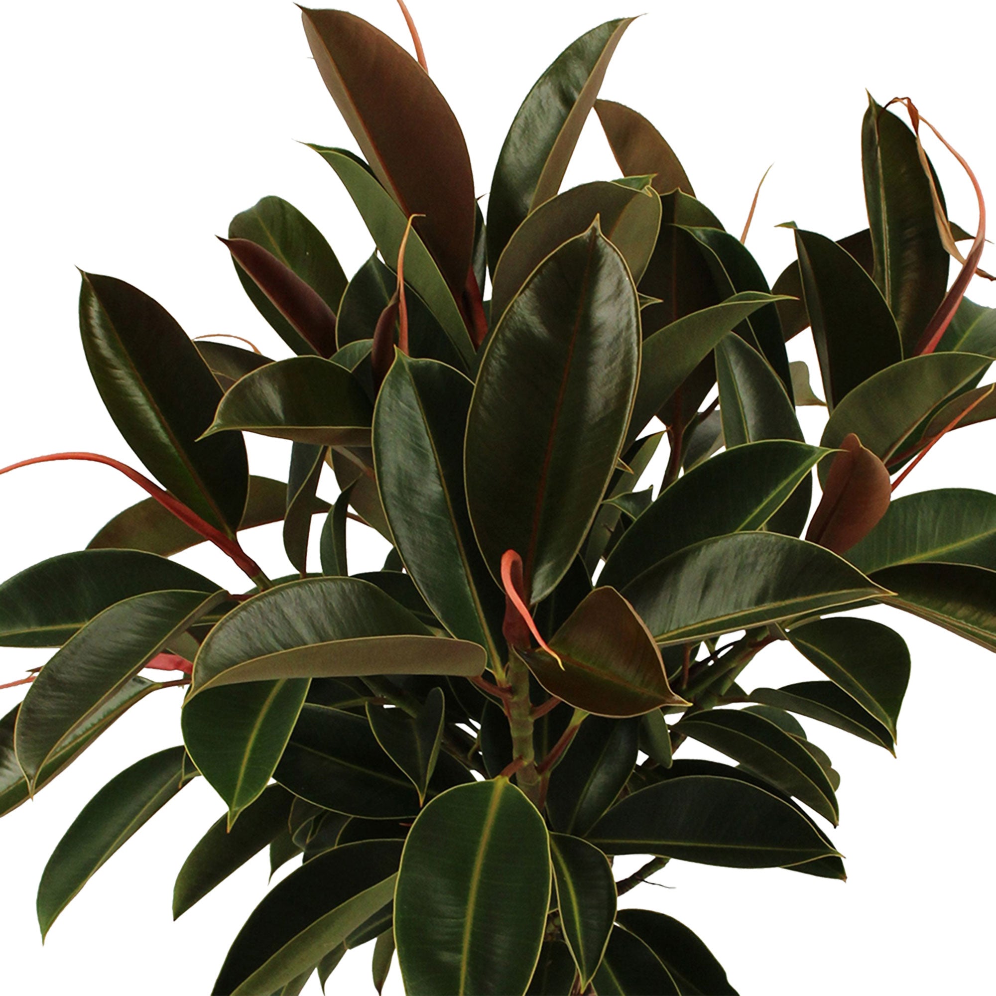 Praten films Federaal Buy house plants now Rubber tree Ficus elastica 'Melany' XL | Bakker.com