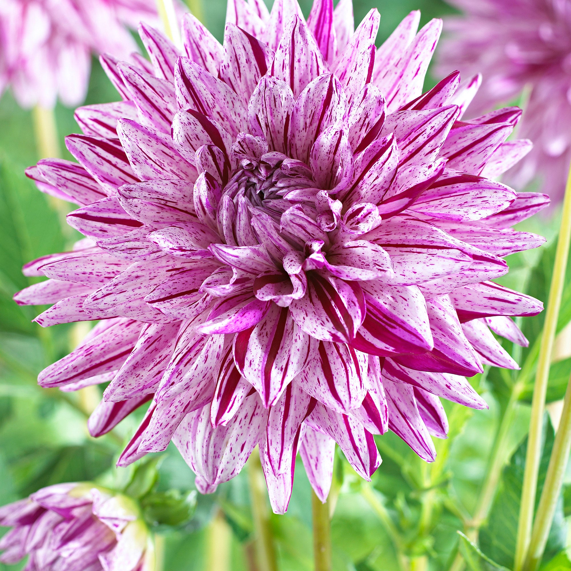 Buy Dahlia ‘Blackberry Ripple’ pink | Bakker.com