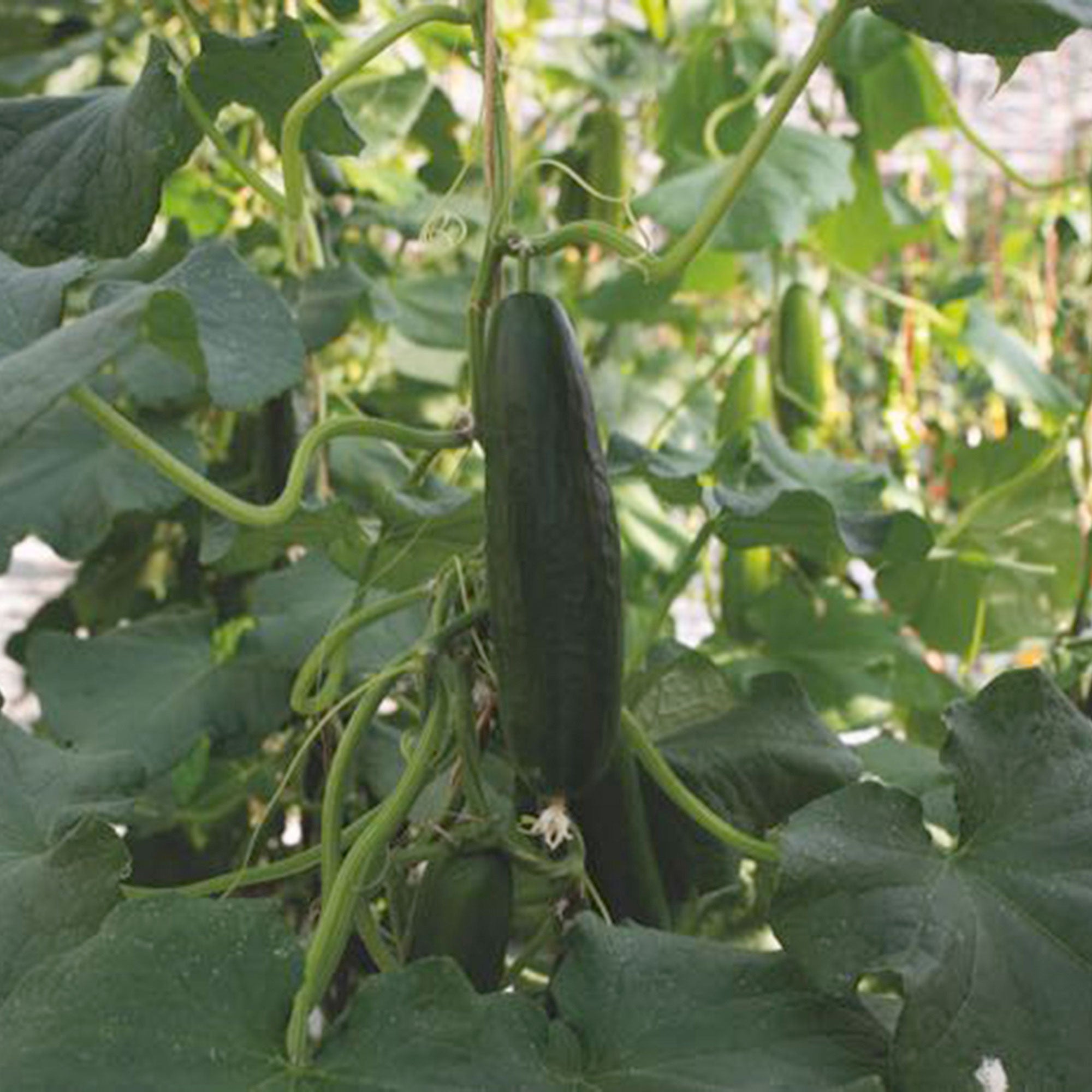 Buy Vegetable Seed Now Cucumber Cucumis Picolino Organic F1 2 M² Vegetable Seeds 